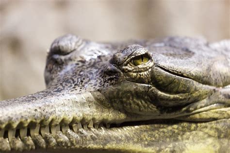 12 Crocodile Dream Meaning: Interpretation and Symbols Behind It.
